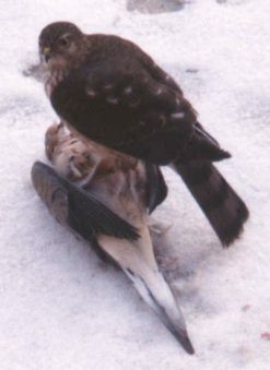 Hawk and Dove